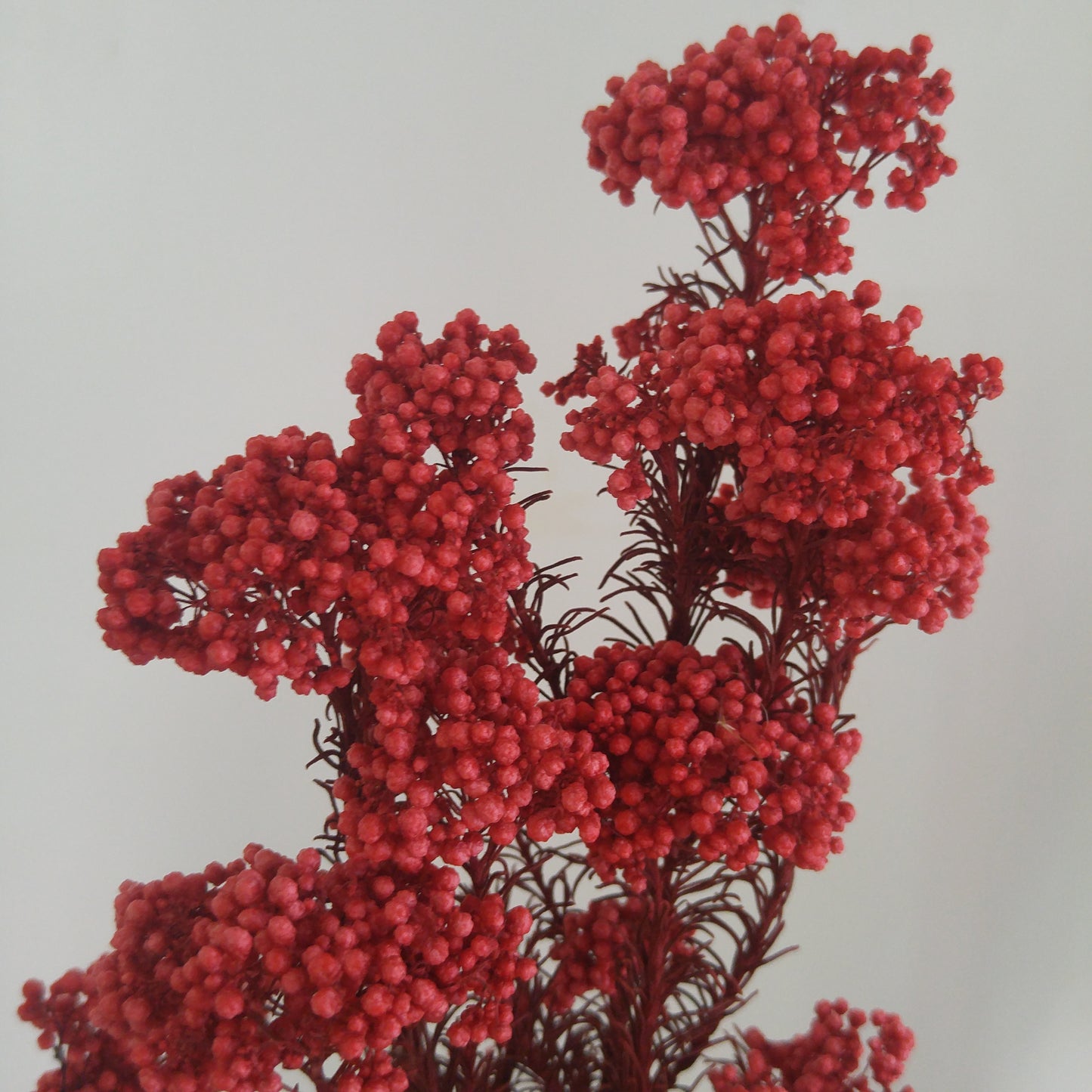 Rice Flower