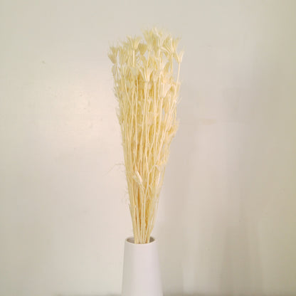 Nigella