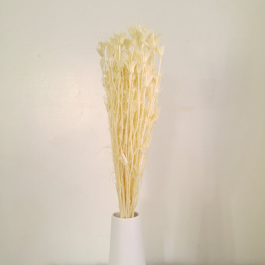 Nigella