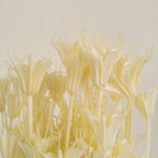 Nigella