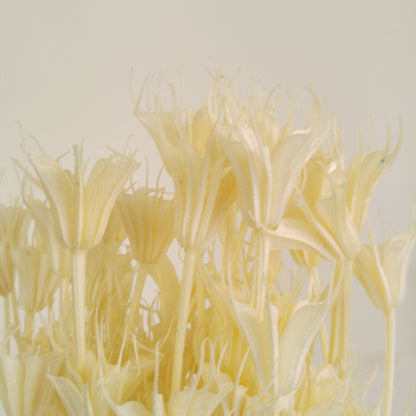 Nigella