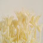 Nigella