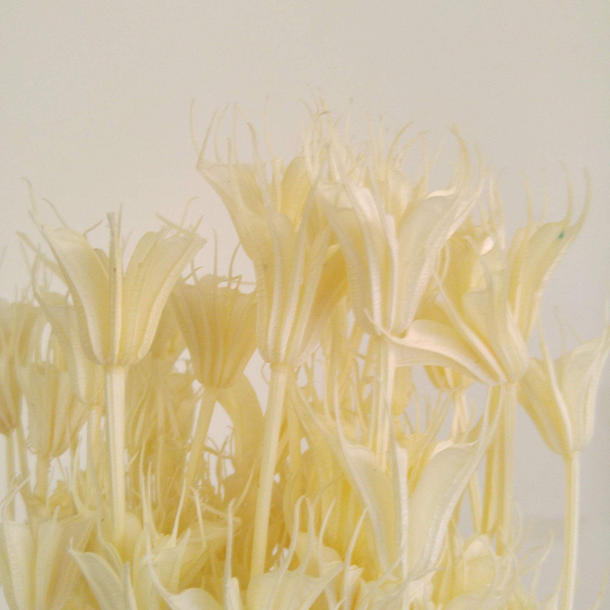 Nigella