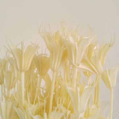 Nigella