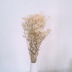 Gypsophila (Baby's Breath)