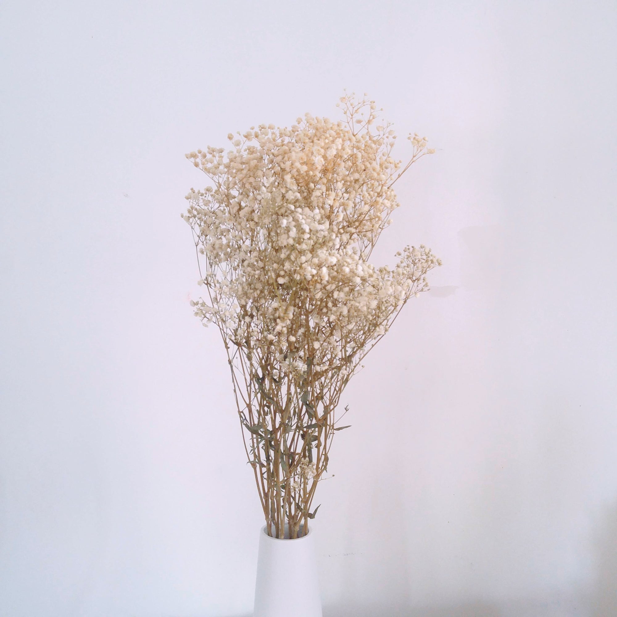Gypsophila (Baby's Breath)
