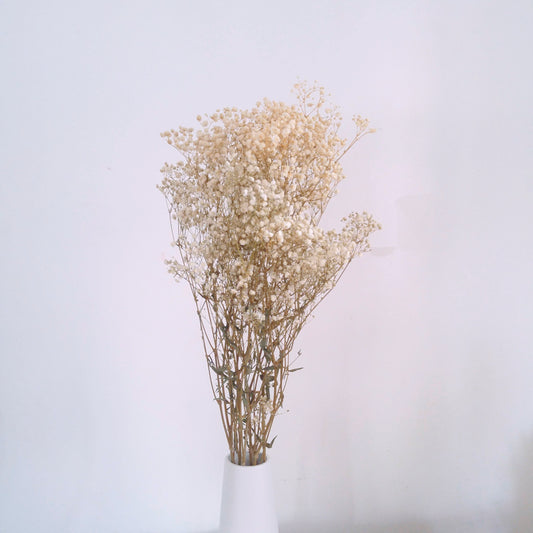 Gypsophila (Baby's Breath)