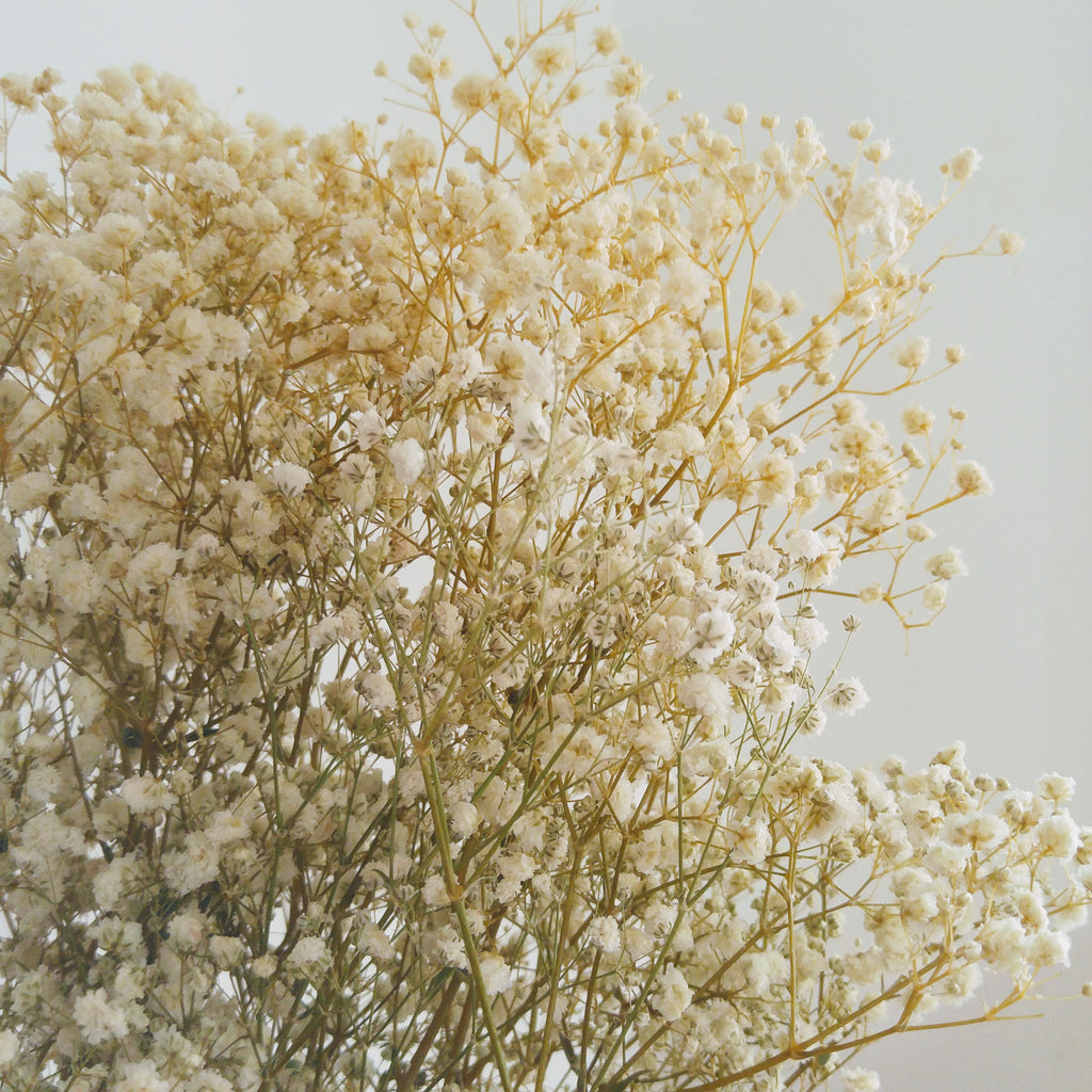 Gypsophila (Baby's Breath)