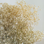Gypsophila (Baby's Breath)