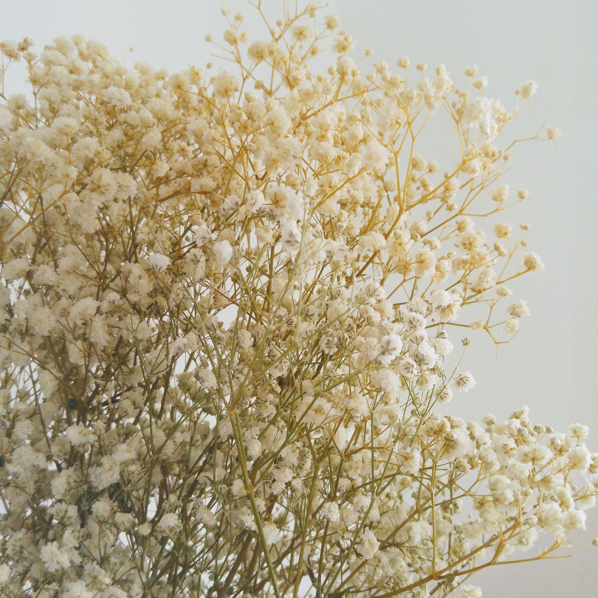 Gypsophila (Baby's Breath)