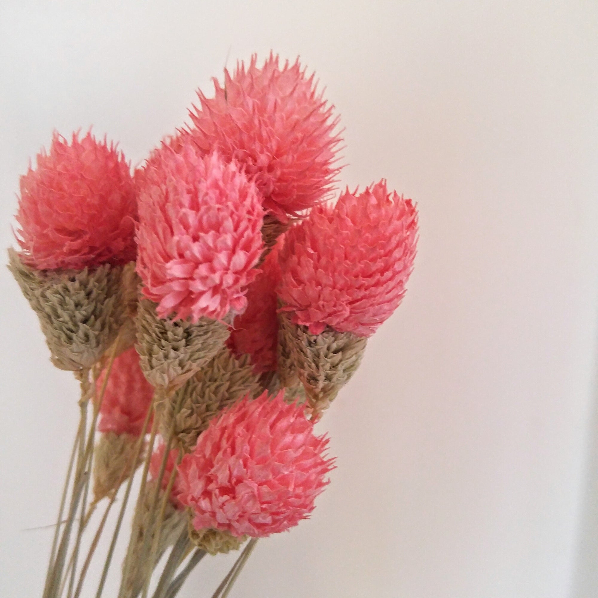 Gomphrena Globosa