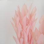 Willow Eucalyptus - Pink Bleached