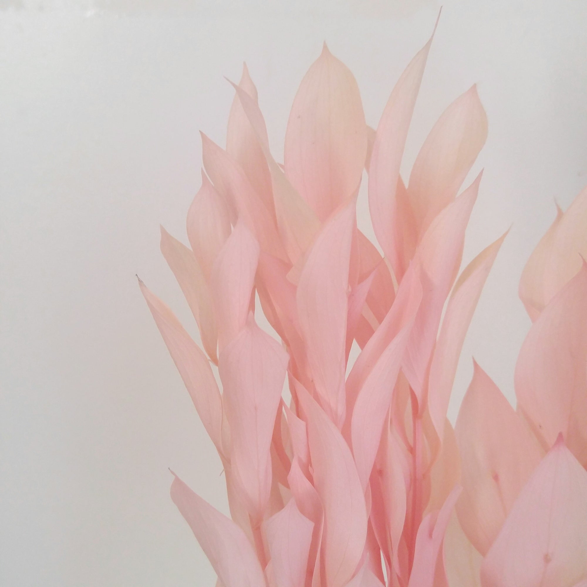 Willow Eucalyptus - Pink Bleached