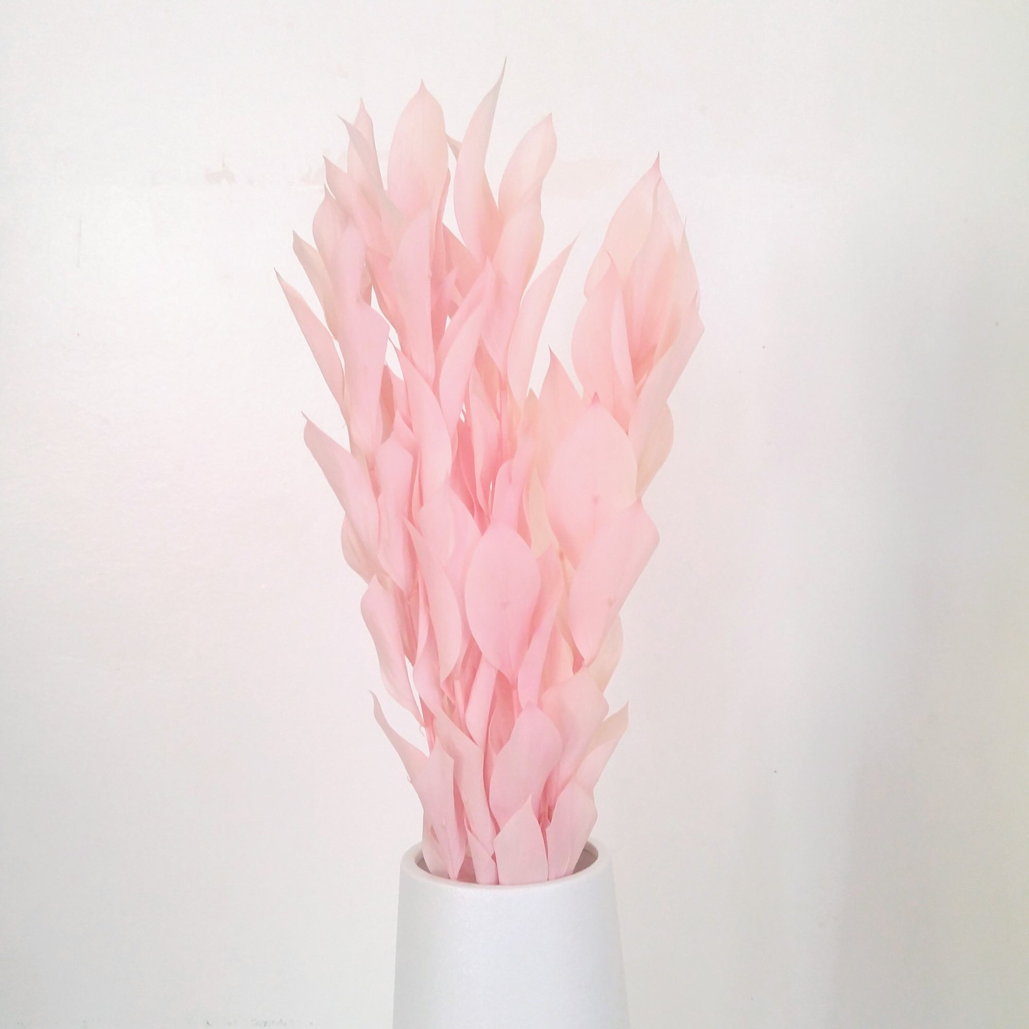 Willow Eucalyptus - Pink Bleached