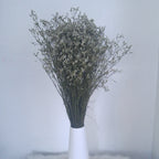 Limonium
