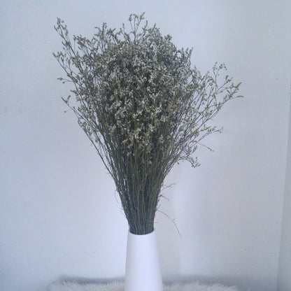 Limonium