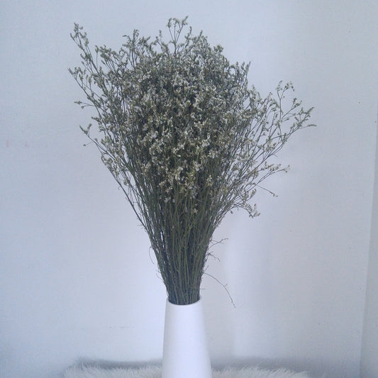 Limonium