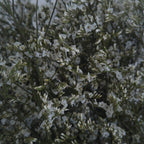 Limonium