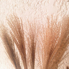 Whisk Pampas Grass