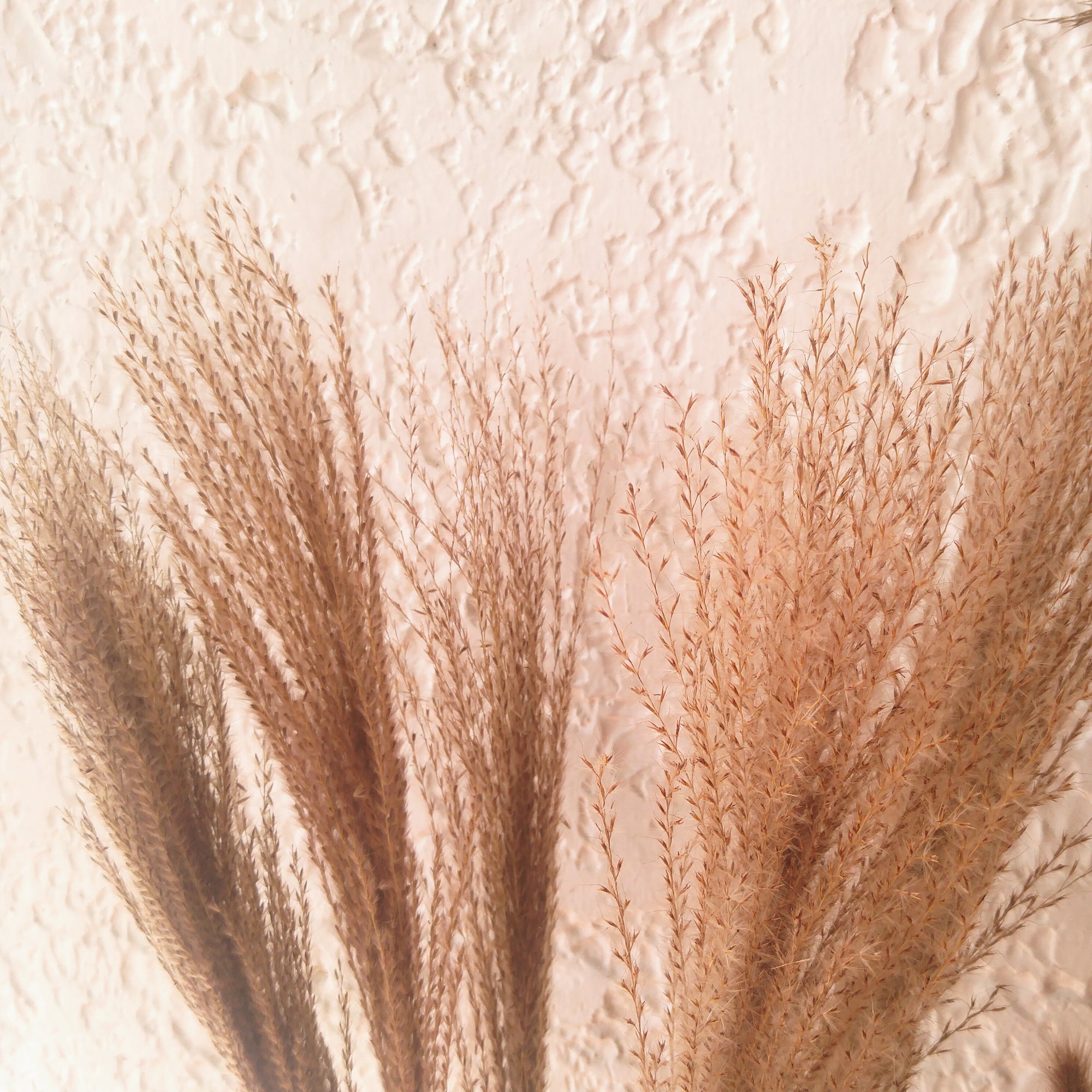 Whisk Pampas Grass
