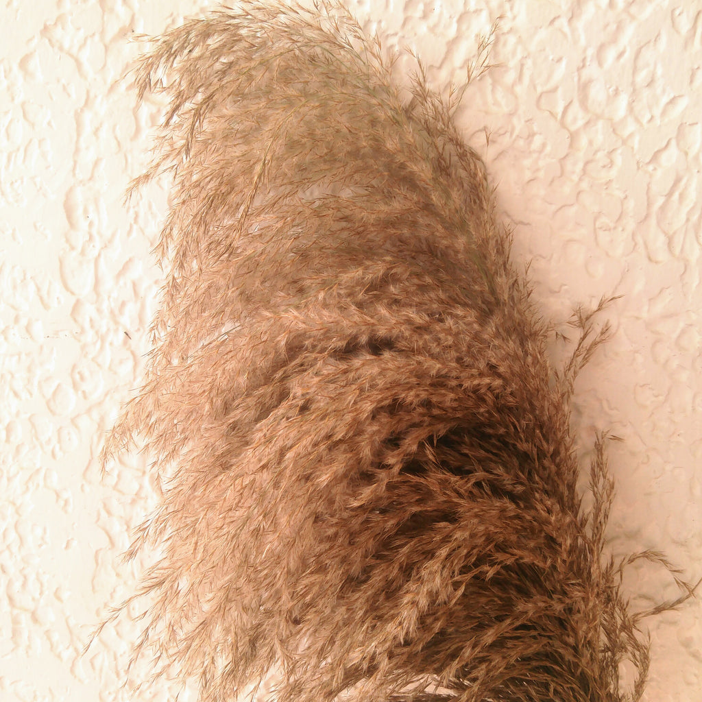 Loki Cortaderia Natural Brown Pampas