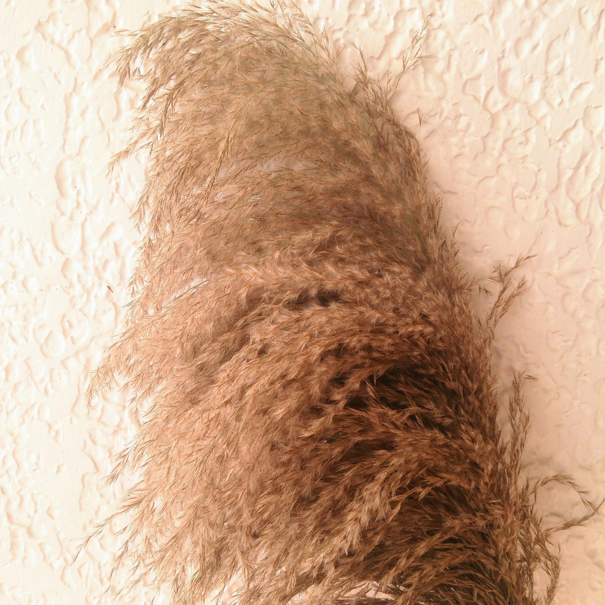 Loki Cortaderia Natural Brown Pampas