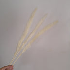 Dried Reed Grass (Mini Pampas)