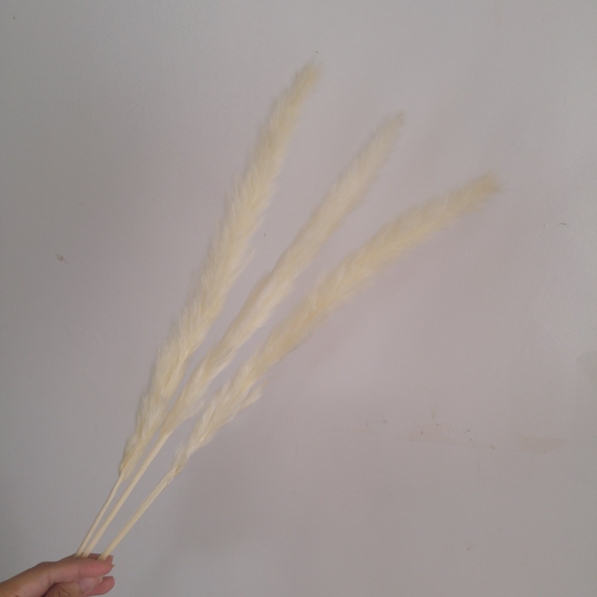 Dried Reed Grass (Mini Pampas)