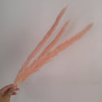 Dried Reed Grass (Mini Pampas)