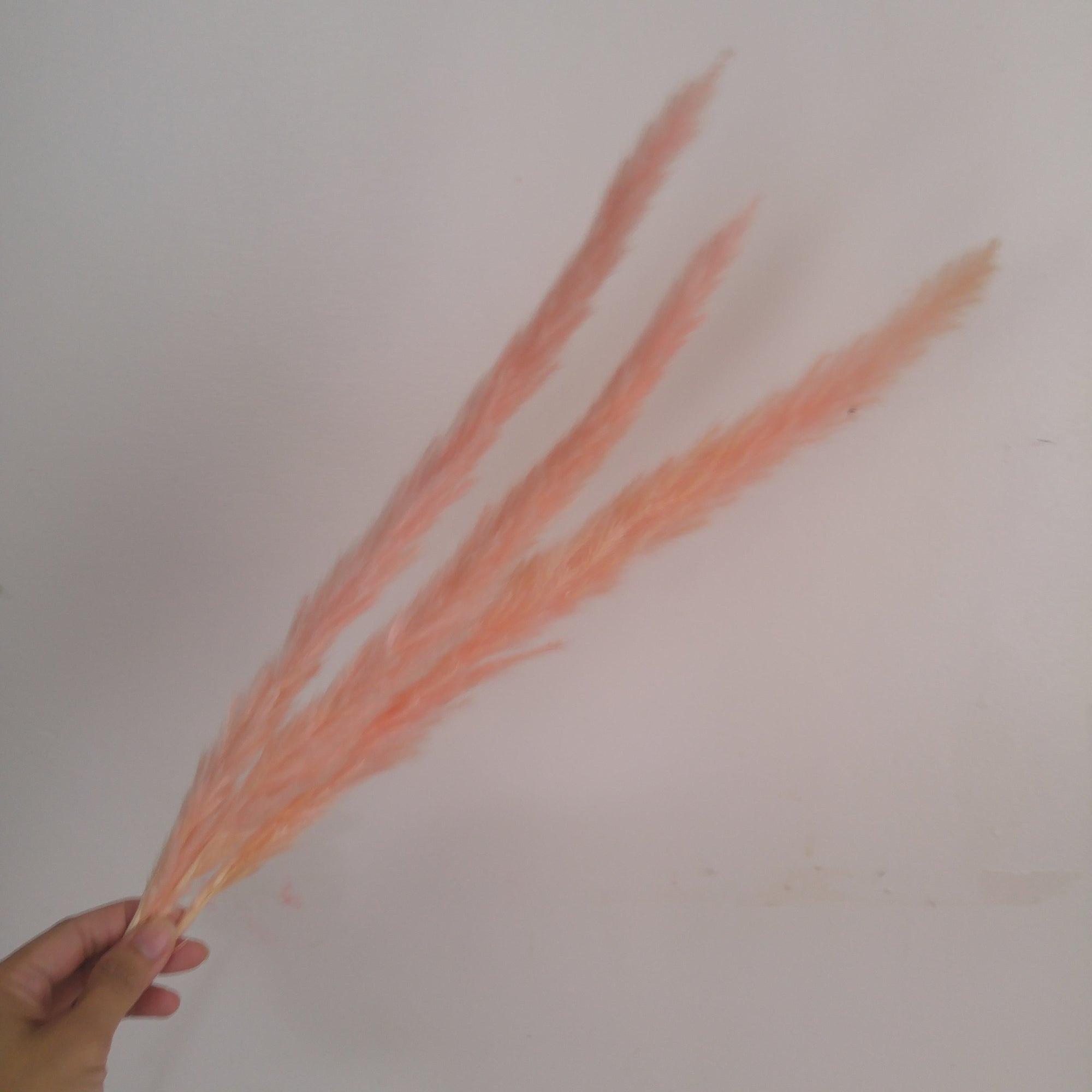 Dried Reed Grass (Mini Pampas)