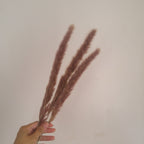 Dried Reed Grass (Mini Pampas)