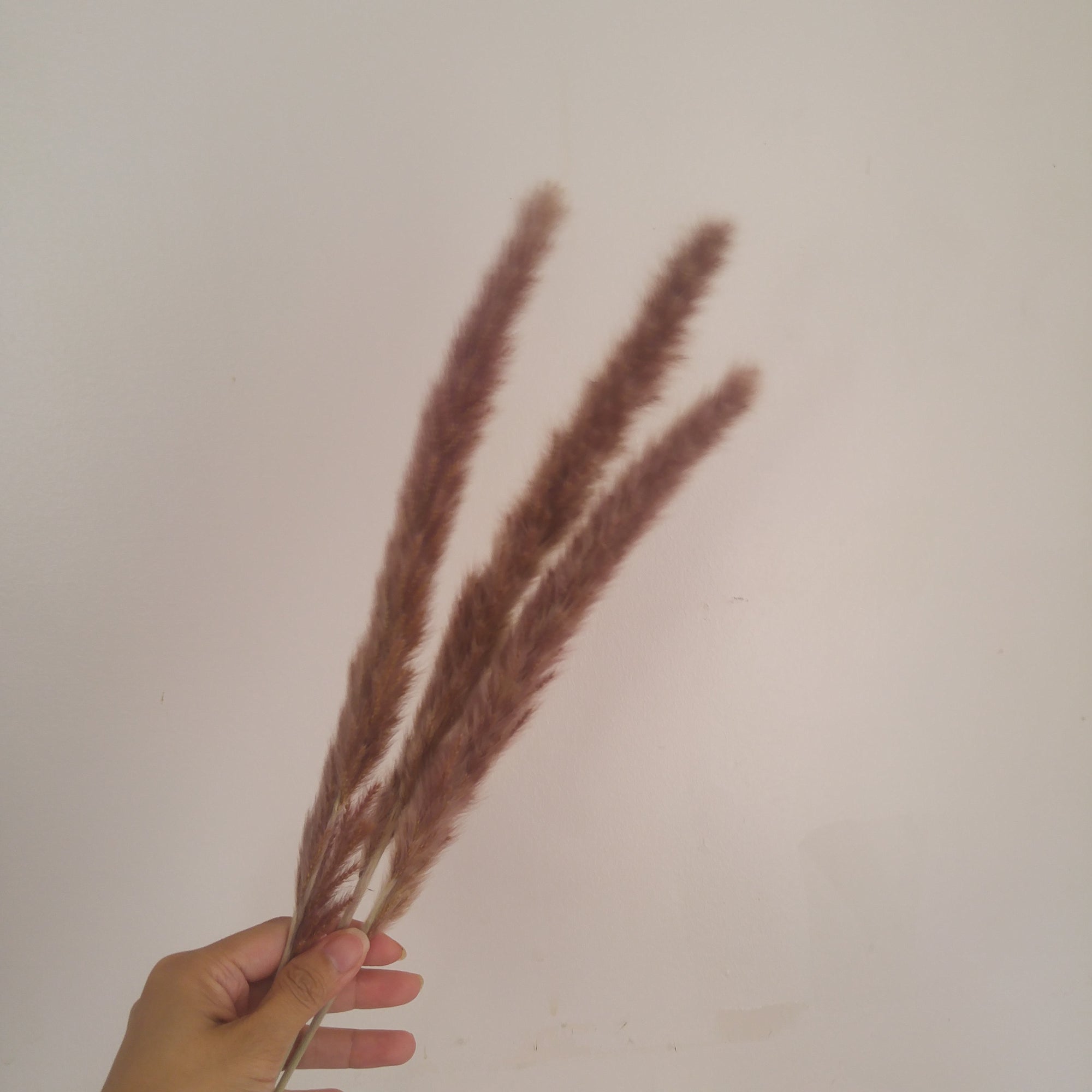 Dried Reed Grass (Mini Pampas)
