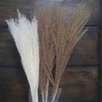 Whisk Pampas Grass