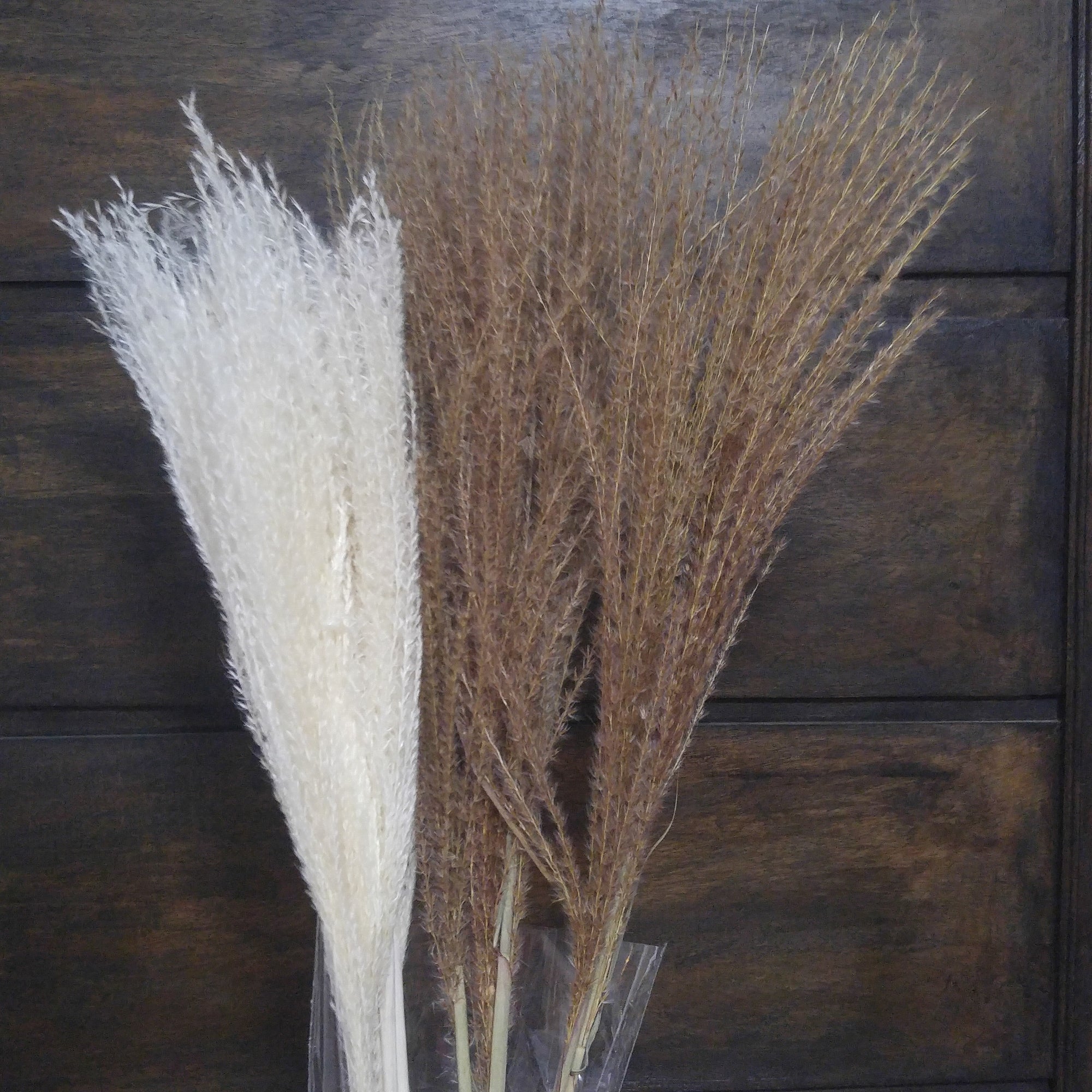 Whisk Pampas Grass
