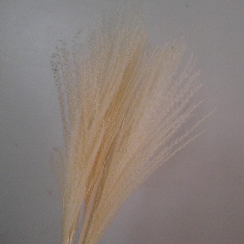 Whisk Pampas Grass