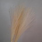 Whisk Pampas Grass
