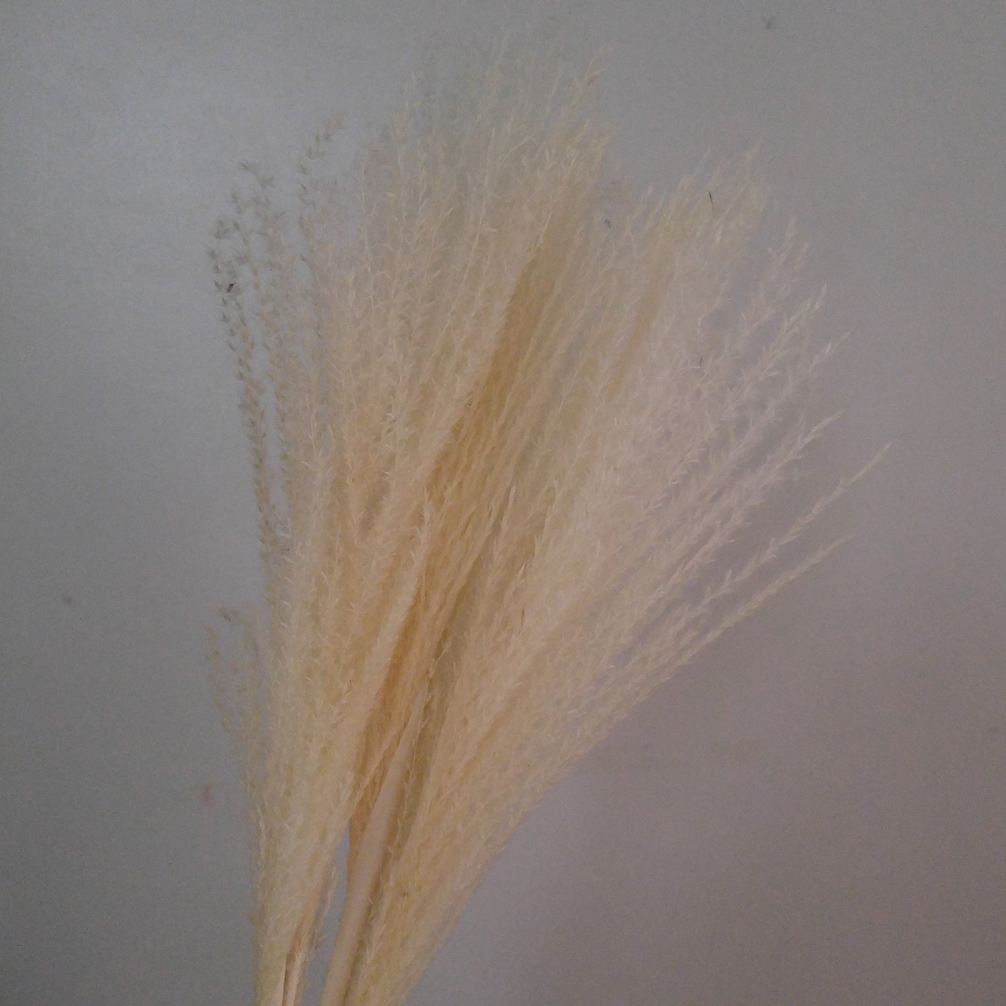 Whisk Pampas Grass