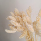 Phalaris Canary