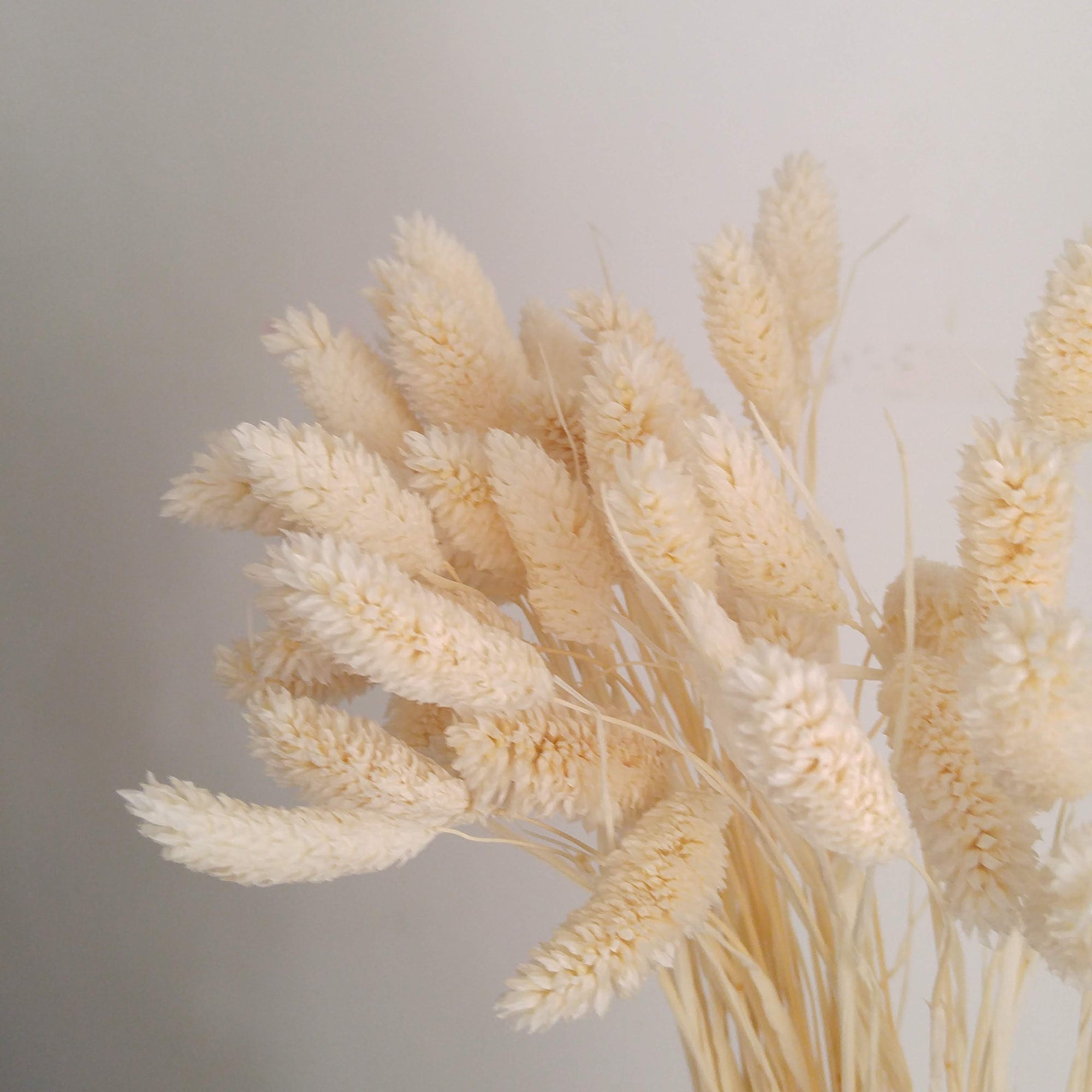 Phalaris Canary