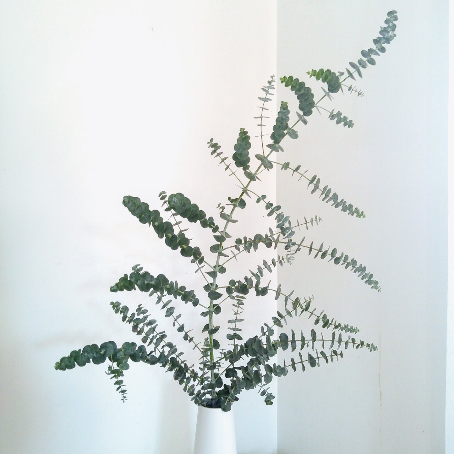 Eucalyptus