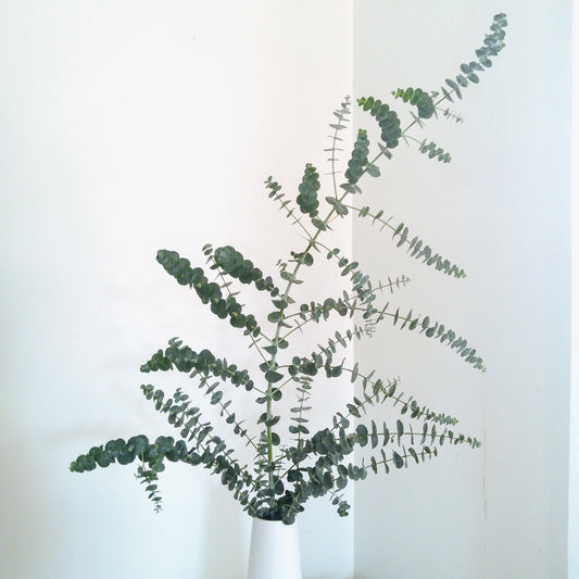 Eucalyptus
