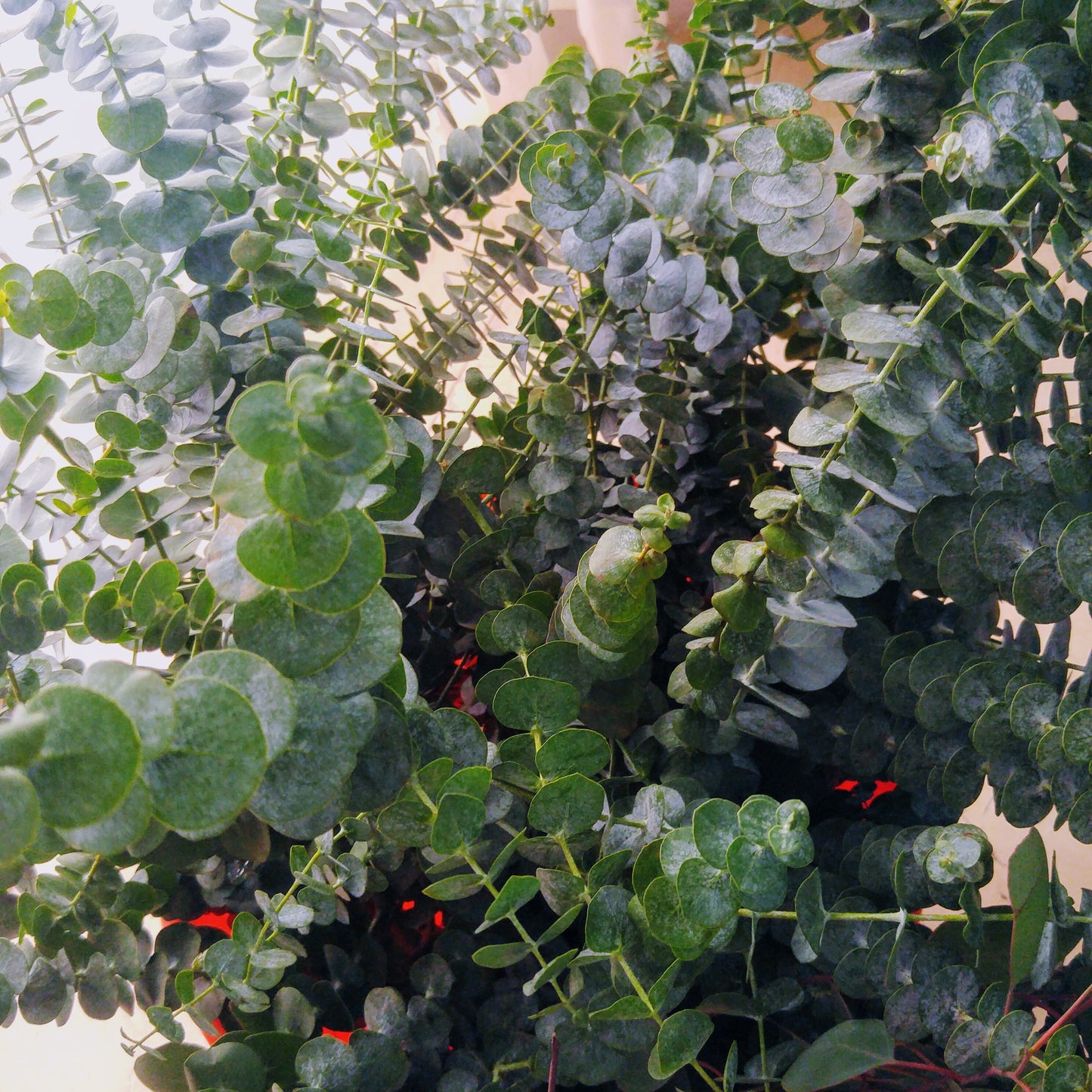 Eucalyptus