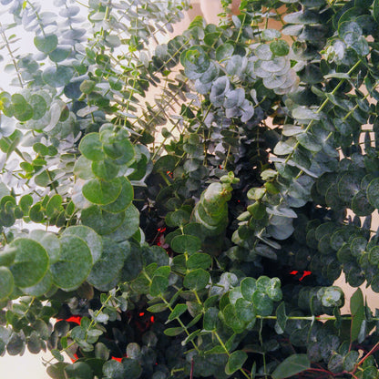 Eucalyptus