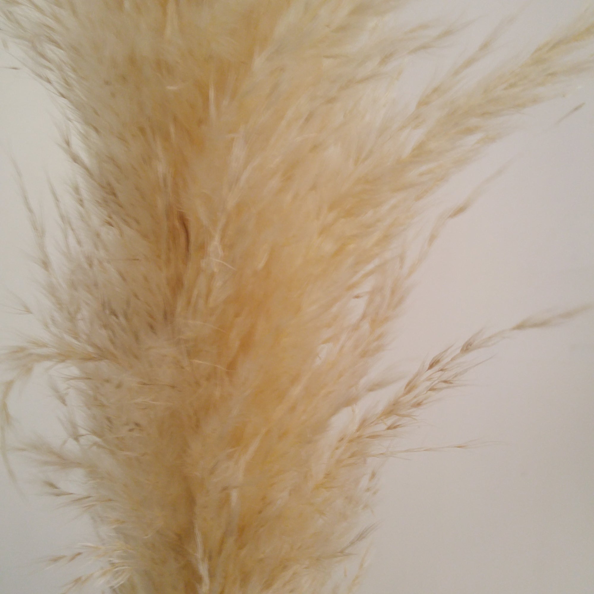 Allure Cortaderia Bleached Pampas