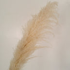 Allure Cortaderia Bleached Pampas