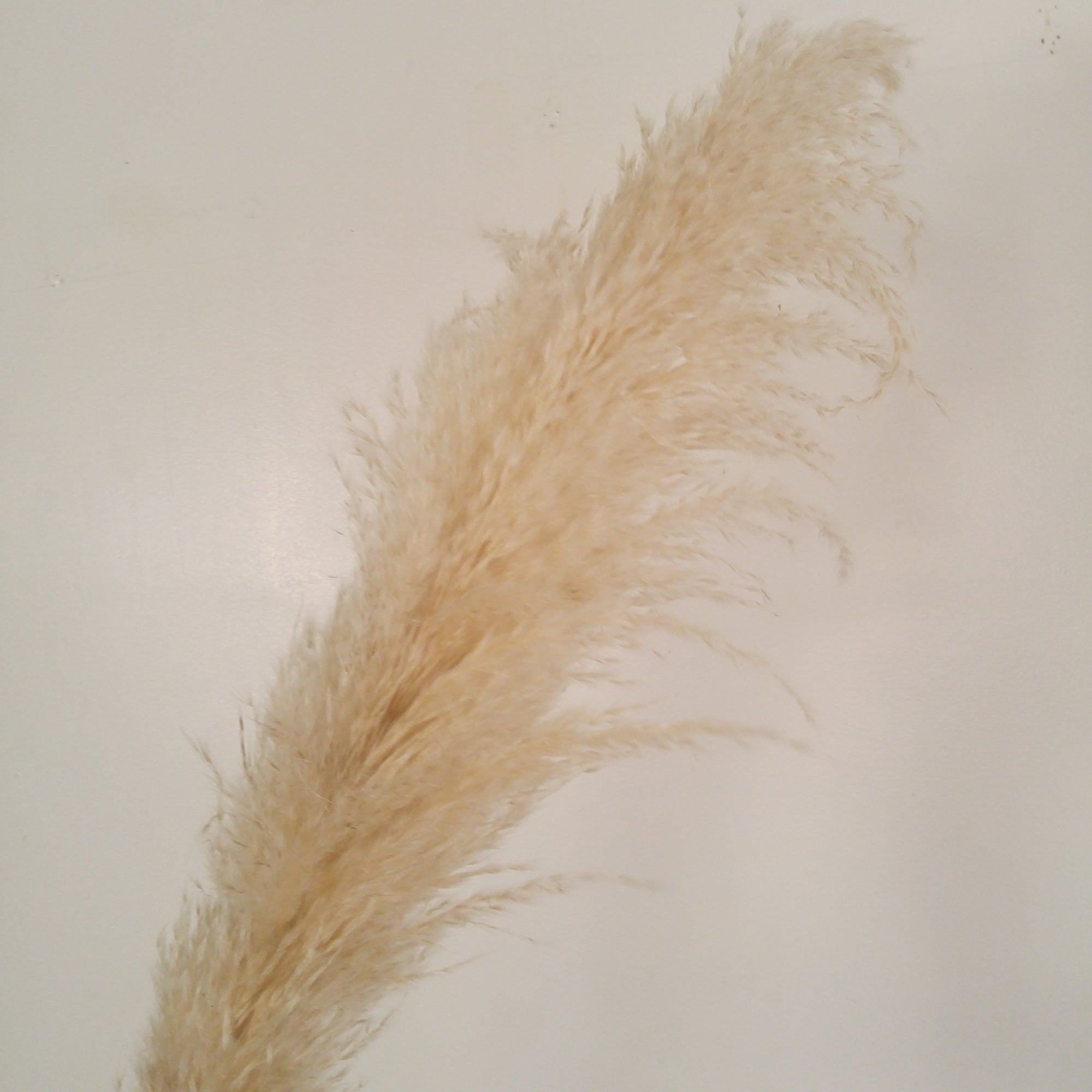 Allure Cortaderia Bleached Pampas