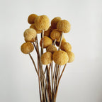 Billy Buttons (Craspedia)