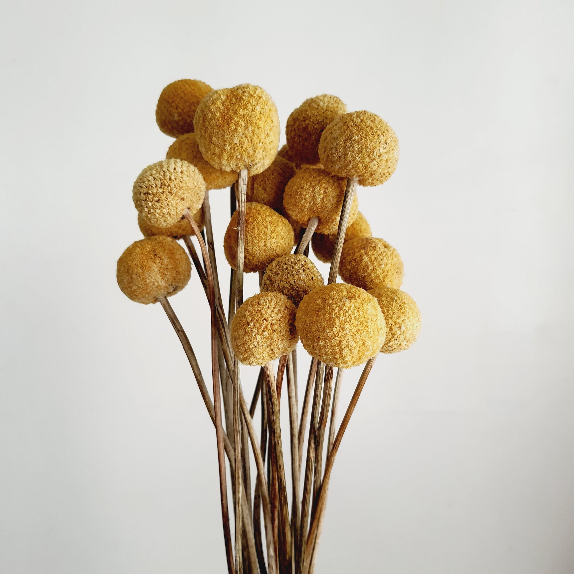 Billy Buttons (Craspedia)