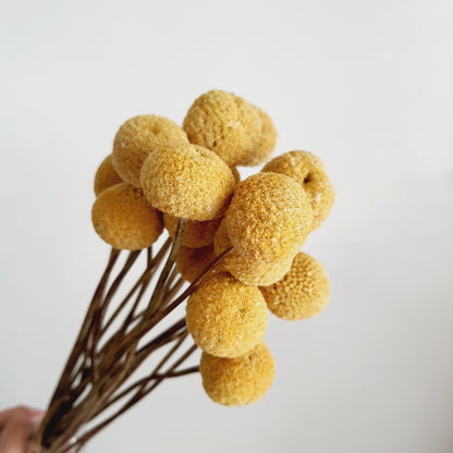 Billy Buttons (Craspedia)