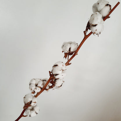 Cotton branch